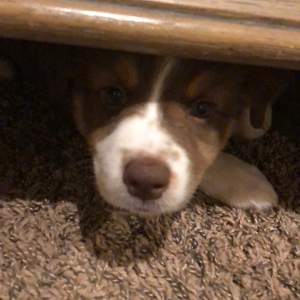 Meet your Posher, Marcie